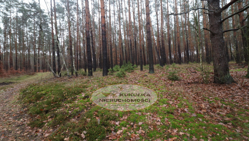 Działka Sprzedaż Brzeźno